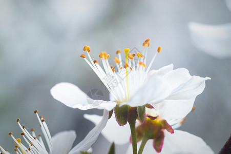 花朵紫色宏观场地天空花园植物叶子蓝色草地花瓣图片