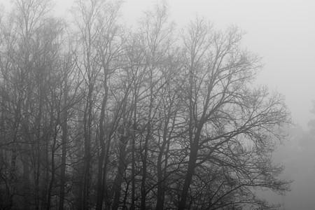 雾中灰色树状图片
