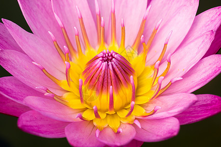 粉红莲公园花粉植物绿色粉色百合花朵黄色漂浮植物学图片