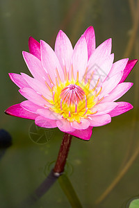 粉红莲公园绿色植物植物学池塘白色荷花黄色花朵植物群图片