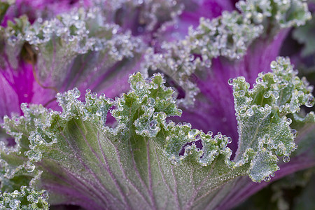 清晨冰霜的花朵美丽树木天气草地紫色植物叶子季节花园蔬菜图片