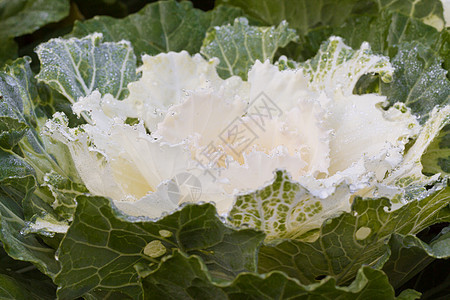 清晨冰霜的花朵天气冻结植物叶子美丽花园树木季节紫色草地图片