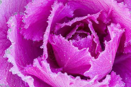 清晨冰霜的花朵叶子季节蔬菜紫色花园天气美丽宏观植物树木图片