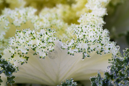 清晨冰霜的花朵季节树木冻结宏观叶子天气植物花园紫色蔬菜图片