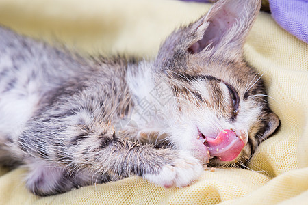 生病的小猫药品说谎流感荒野眼睛宠物兽医疾病图片