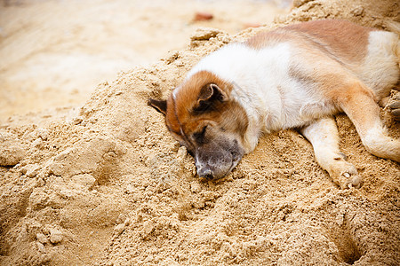 狗狗睡觉棕色孤独宠物睡眠休息海滩太阳停留图片
