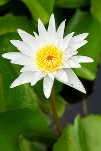 白莲粉荷花植物群白色绿色植物黄色花园花瓣热带池塘图片