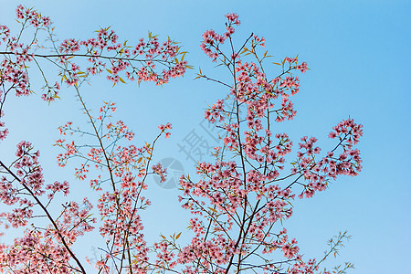 喜马拉雅红樱花和蓝天图片