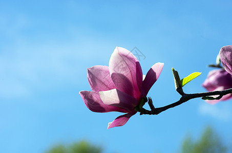 美丽的马格诺利亚树花朵花粉公园花瓣线条园艺紫红色季节特写植物学镜头图片