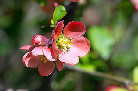 红春花花朵 花儿植物学美丽长方形风格果园花束植物明信片花瓣幸福图片