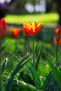 春季背景 自然背景上有郁金香阳光花瓣太阳叶子天空场地植物群花店植物花园图片