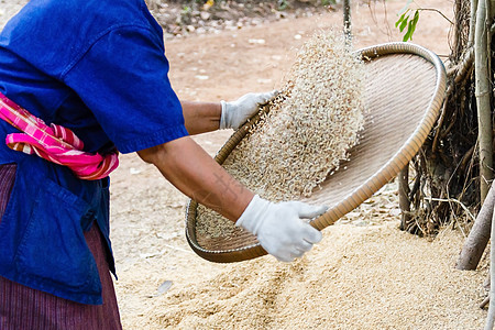 农民在打大米旅行稻田食物传统收成文化农村农业粮食图片