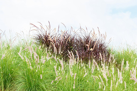 绿色和紫色任务草阳光花园黄色场地草地叶子尾草植物白色荒野图片