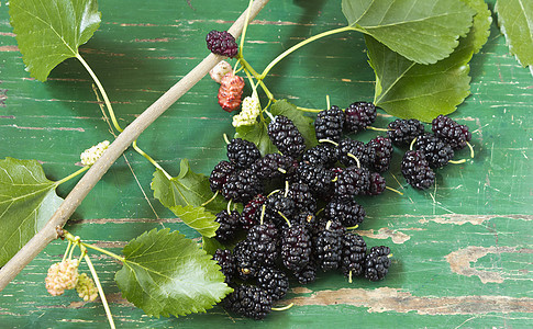 新鲜莓营养叶子紫色茶点甜食农业植物饮食花园食物图片