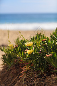 冰植物盐碱性 卡波布罗图乳油黄花生态海岸海滩叶子花园悬崖植被支撑冰厂图片