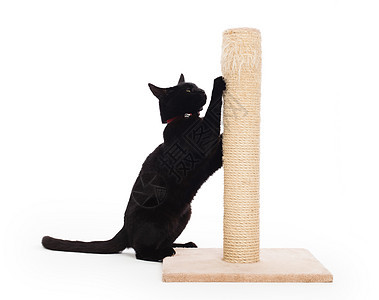 黑猫有抓抓的柱子爪子小猫哺乳动物猫咪游戏动物宠物玩具尾巴伴侣图片
