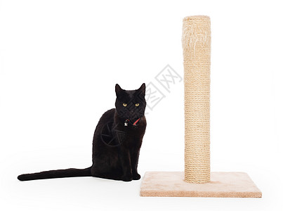 黑猫有抓抓的柱子伴侣宠物猫咪尾巴小猫好奇心邮政锐化动物家庭图片