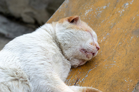 猫咪睡觉哺乳动物毛皮橙子白色小憩猫科宠物小猫动物睡眠图片