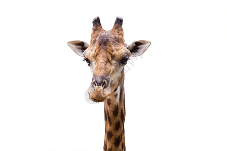 长颈鹿头目鼻子白色男性耳朵毛皮动物哺乳动物女性公园荒野图片