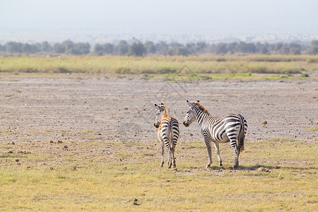 母亲和胎儿斑马幼兽家庭黑色冒险哺乳动物平原草原白色婴儿动物图片