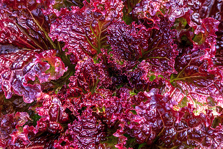 紫生菜沙拉种植园园艺卷曲紫色饮食绿色农业植物食物图片