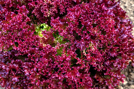 紫生菜农业园艺沙拉紫色卷曲种植园植物蔬菜食物饮食图片
