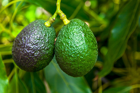 阿沃卡多斯裂纹绿色情调饮食异国热带植物蔬菜水果食物鳄梨图片