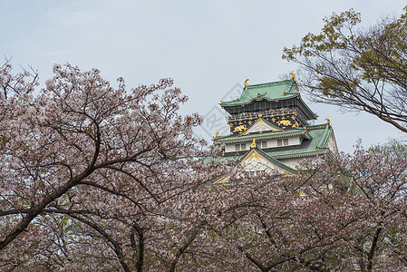 大阪城堡 樱花之花文化天空庆典建筑学季节旅行遗产叶子观光地标图片