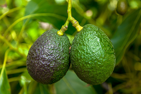 阿沃卡多斯裂纹热带绿色植物饮食蔬菜鳄梨异国食物情调水果图片