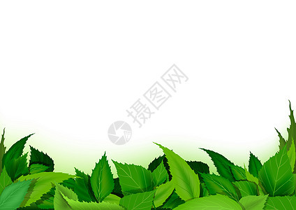 绿叶背景衬套宣传册卡片活力名片植物环境插图区系绿色背景图片