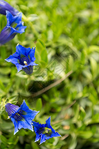 花园中蓝春花朵的花朵宏观植物群远足植物学录音资产荒野高山山脉高地图片