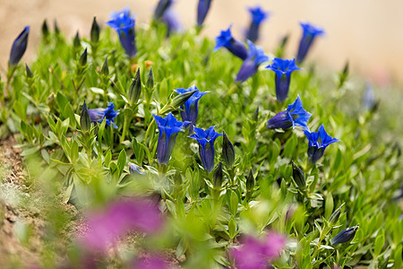 花园中蓝春花朵的花朵背景保护录音高山文化高地资产荒野蓝色山脉图片