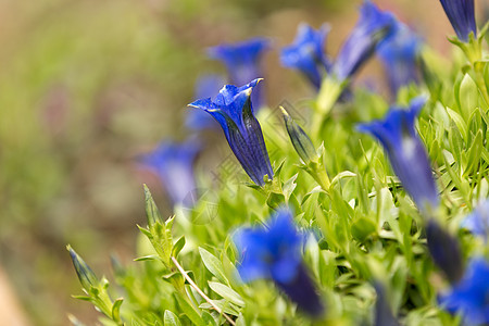 花园中蓝春花朵的花朵背景植物远足蓝色保护高山录音植物学山脉植物群图片