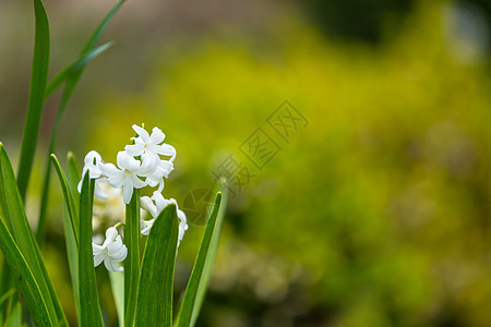 白青花植物生活香水园艺植物群公园生长植物学阳光季节图片