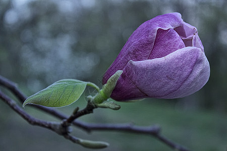 紫木兰花花图片