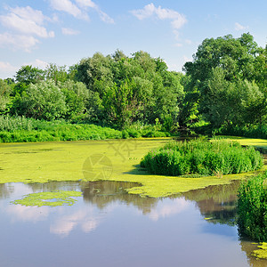 池塘加水厂生态粘液水库植被叶子风景阳光旅行天空反射图片
