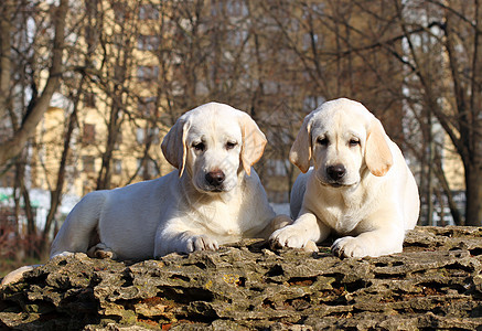 花园里的两只黄黄色快乐的拉布拉多小狗宠物动物喜悦犬类男性太阳朋友图片