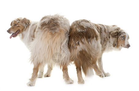 2名澳洲牧羊人蓝色宠物陨石色三色棕色成人尾巴牧羊犬工作室动物图片