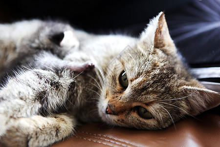 母猫猫和小猫咪哺乳动物宠物家庭婴儿新生动物毛皮小猫休息拥抱图片