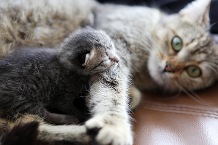 母猫猫和小猫咪猫科动物宠物哺乳动物休息婴儿新生小猫毛皮拥抱动物图片