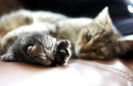 母猫猫和小猫咪小猫休息婴儿家庭猫科动物动物猫咪宠物新生哺乳动物图片