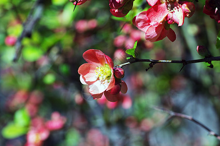 红春花花朵 花儿美丽灌木幸福装饰长方形花瓣植物卡片装饰品李子图片