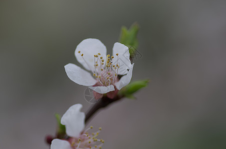 春花背景     绿色河沟的抽象花岗边生长花园宏观叶子雌蕊太阳果园阳光植物群季节图片