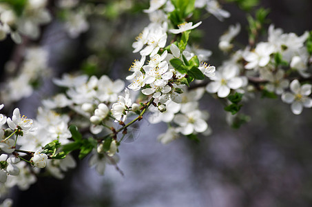 春花背景     绿色河沟的抽象花岗边园艺雌蕊晴天时间果园宏观花瓣植物学阳光植物群图片