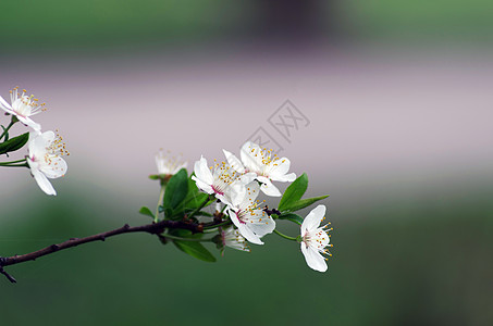 春花背景     绿色河沟的抽象花岗边太阳宏观花园生长花瓣阳光晴天时间叶子季节图片