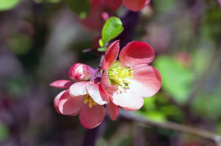 红春花花朵 花儿植物学幸福植物装饰李子卡片风格灌木问候语美丽图片