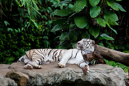 睡着的白老虎图片