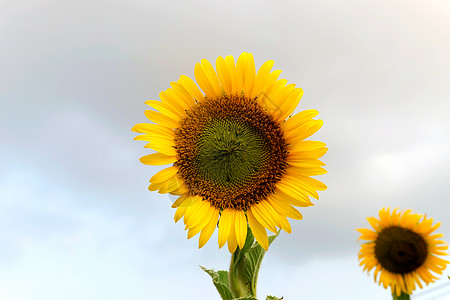 向日葵自然背景 向日葵开花绿色花园花瓣蓝色收成生长场地叶子场景天空图片