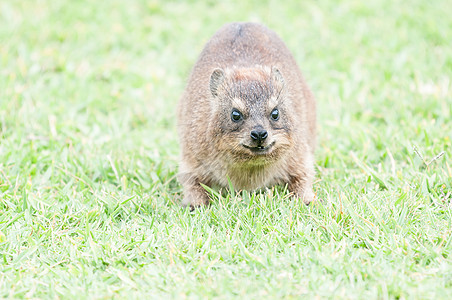 Hyrax岩面显示前方的动向和攻击图片