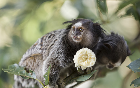 假麻猴灵长类婴儿尾巴眼睛丛林森林宠物国家猴子公园图片
